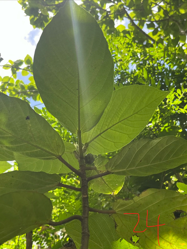 Ficus benguetensis, photograph 6