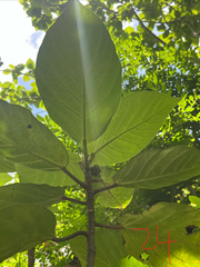 Ficus benguetensis, photograph author not stated, no rights reserved