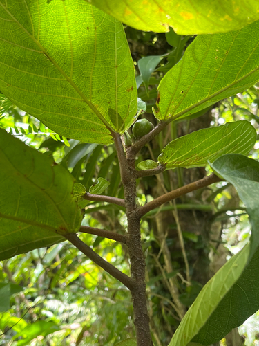 Ficus benguetensis, photograph 5