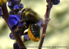 Megachile amparo