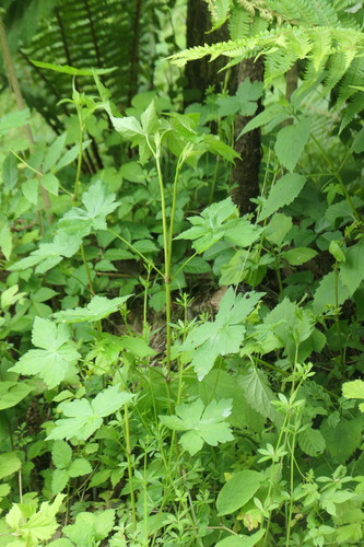 Geranium tripartitum iNat (1)
