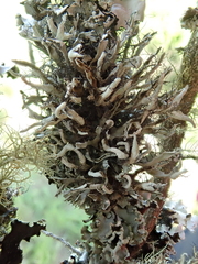 Heterodermia leucomelos