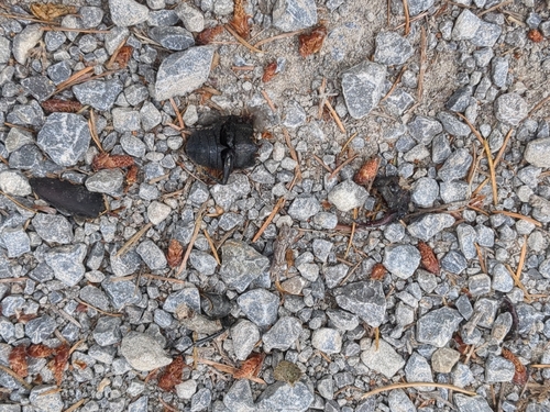 European Stag Beetle