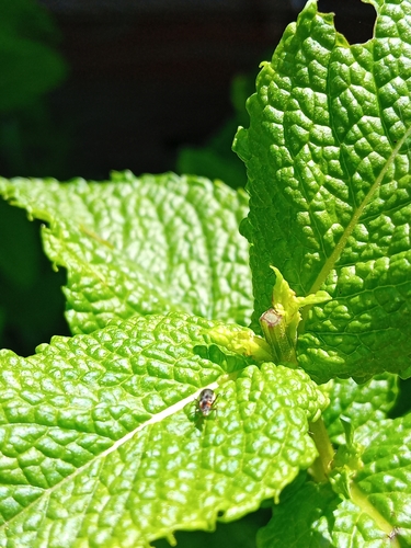 Attalus limbatus