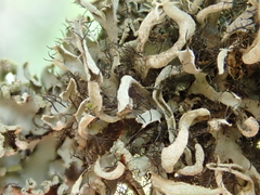 Heterodermia leucomelos