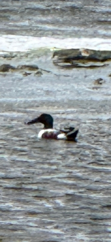 Northern Shoveler