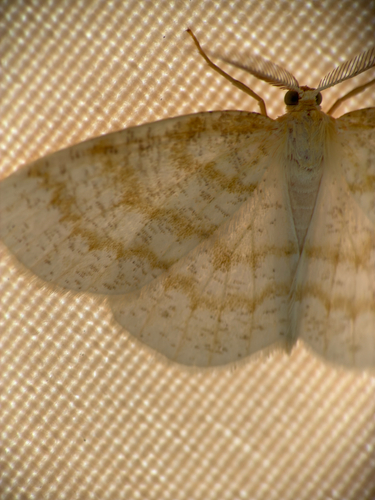 Yellow-dusted Cream Moth photo 4
