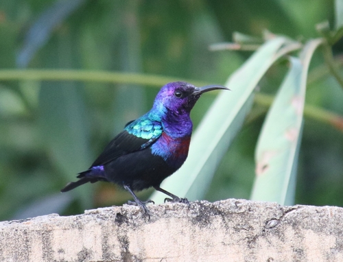 iNaturalist image