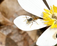 Nomada
