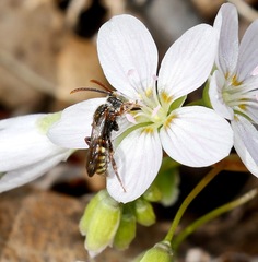 Nomada