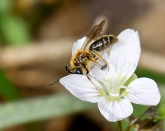 Andrena