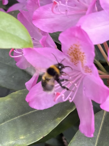 Garden Bumble Bee