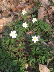 Anemonoides nemorosa