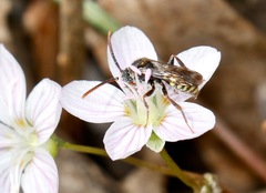 Nomada