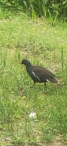 Common Moorhen