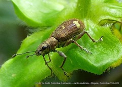 Mimographus