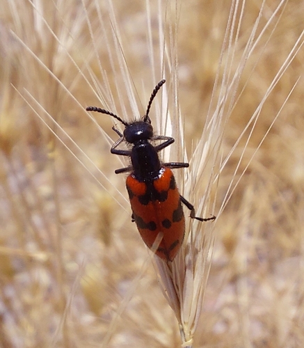 Croscherichia paykulli
