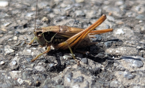 Roesel's Bush-cricket