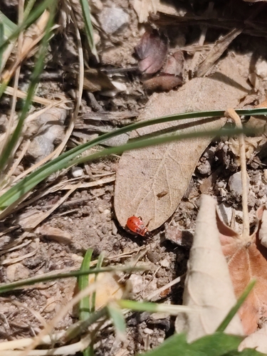 European Firebug