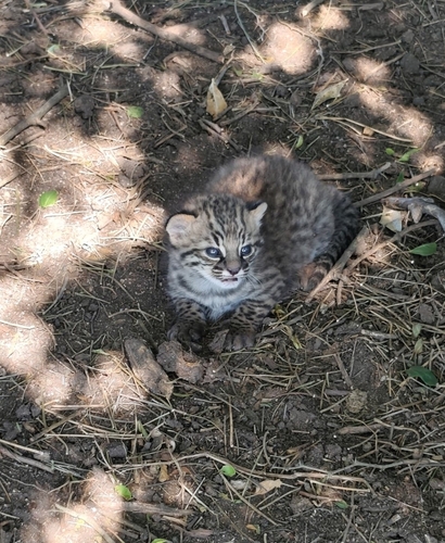 Geoffroy's Cat