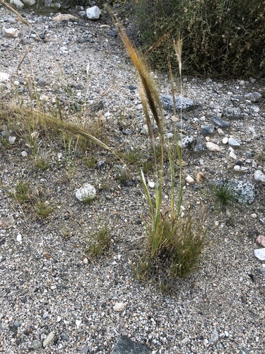 iNaturalist observation photo of cape ricegrass