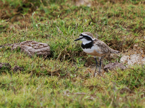 iNaturalist image