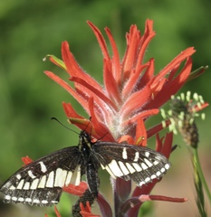 Castilleja affinis