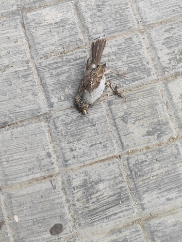 House Sparrow