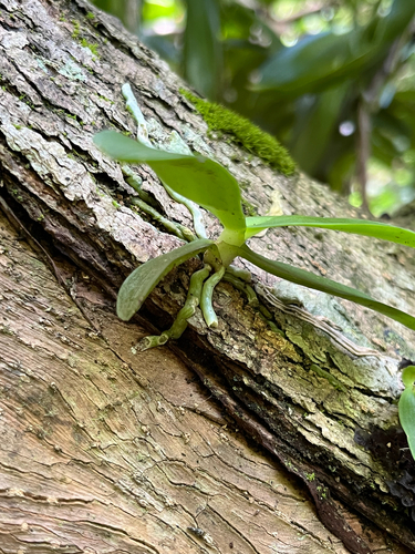 Tuberolabium kotoense