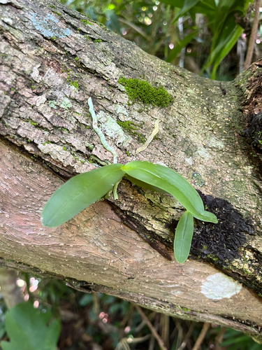 Tuberolabium kotoense, photograph 2