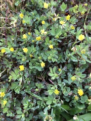 Trifolium dubium