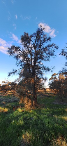 Allocasuarina luehmannii, photograph 5