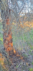 Allocasuarina luehmannii, photograph (c) spacegecko, some rights reserved (CC BY)