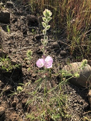 Sidalcea calycosa calycosa