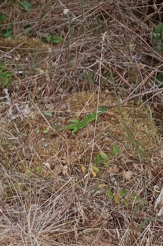 Western Green Lizard
