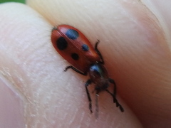 Pelonides quadrinotata