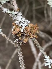 Tuckermanopsis sepincola