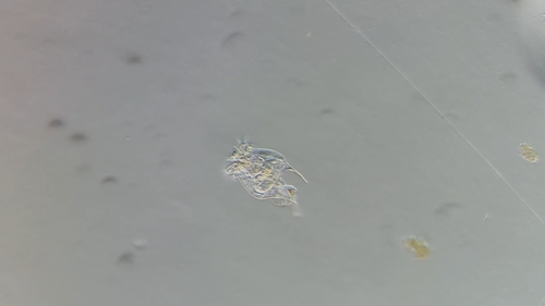 Brachionus quadridentatus