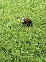 Coturnix japonica