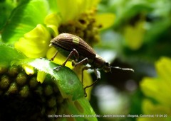 Mimographus