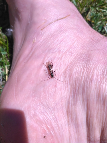 spruce shortwing beetle