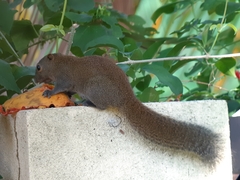 Callosciurus caniceps