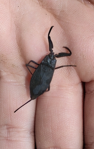 Eurasian Water Scorpion