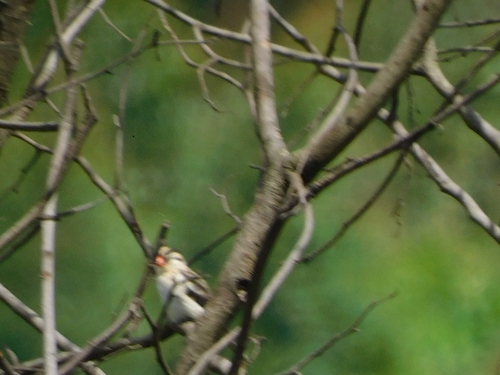 Pin-tailed Whydah