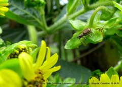 Mimographus