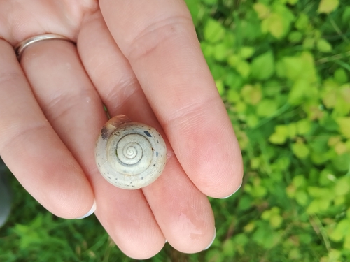 Bush snail