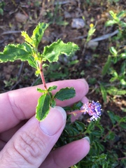 Ceanothus foliosus