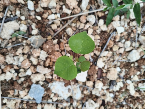 Chinese Tallow