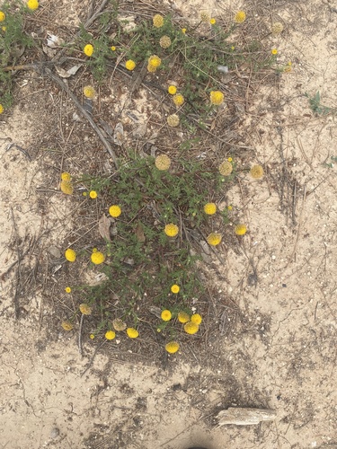 Anacyclus valentinus