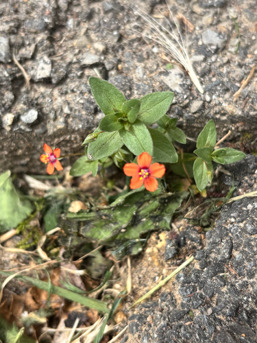 scarlet pimpernel